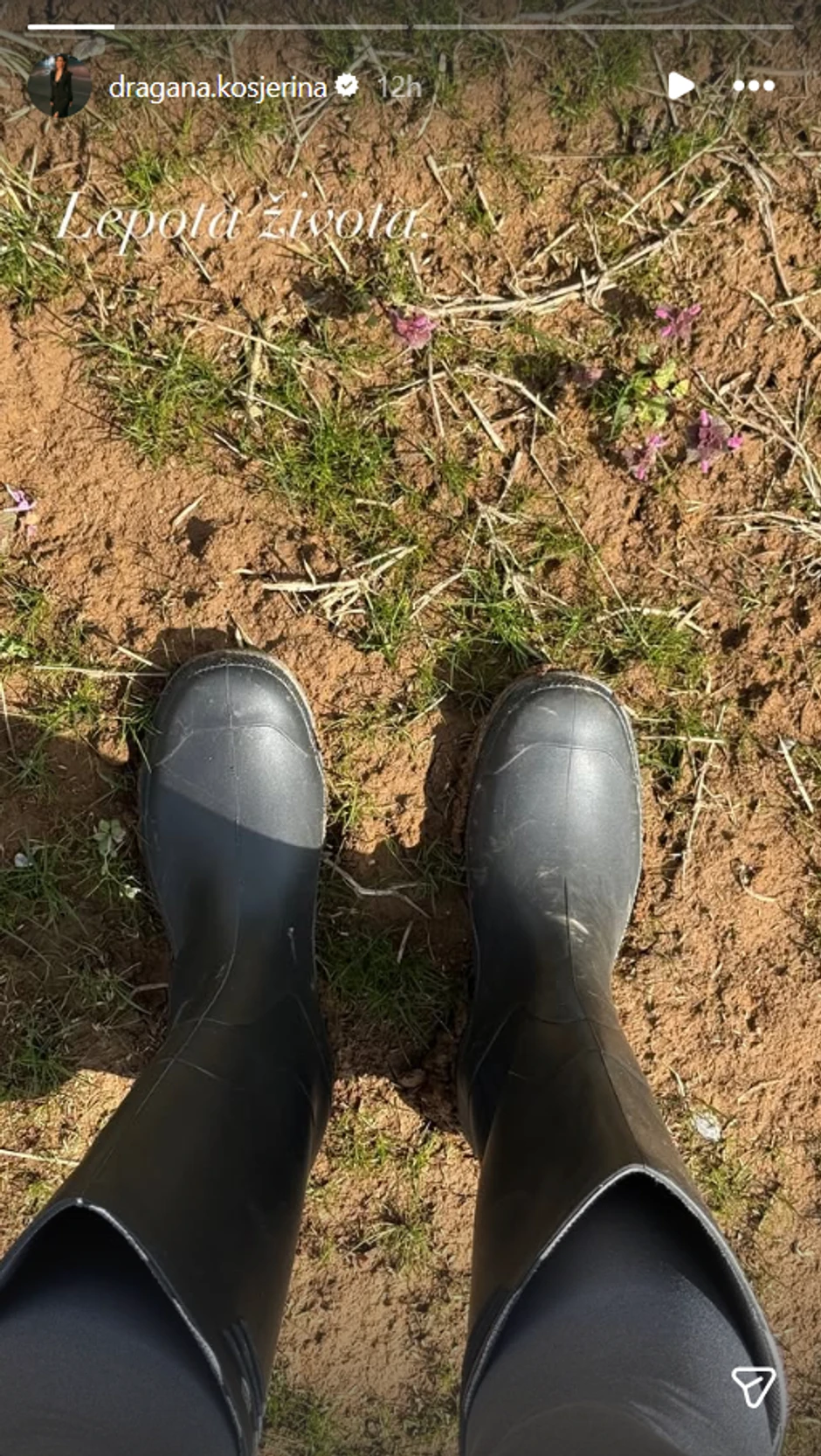 Dragana Kosjerina, objava