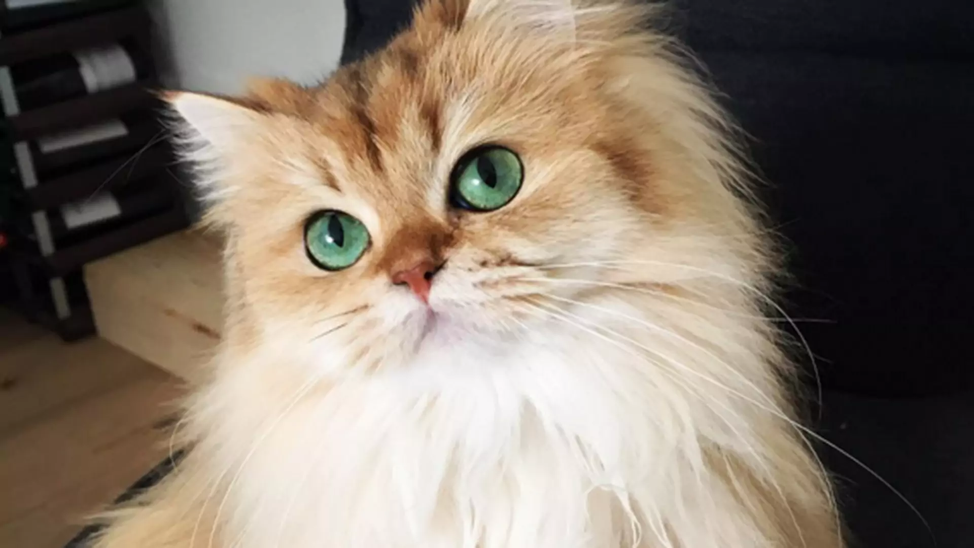 Poznajcie najbardziej fotogenicznego kota na świecie