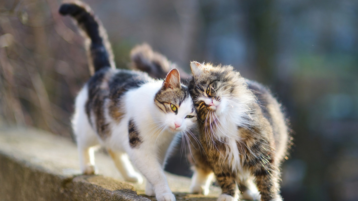 Wałbrzych: opiekunka dzikich kotów ukarana przez sąd