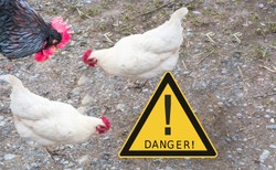 Meksyk: Zmarł człowiek zarażony ptasią grypą H5N2, to pierwszy taki przypadek