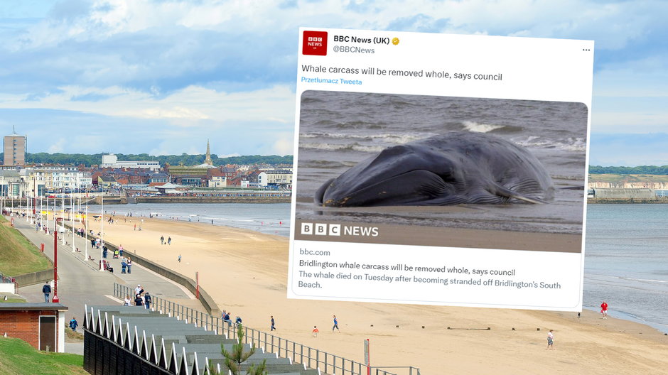 Martwy wieloryb na wybrzeżu w Anglii (fot. screen: twitter.com/@BBCNews)