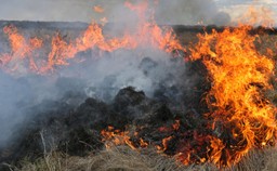 Obszar objęty pożarem w Biebrzańskim Parku Narodowym nie powiększa się