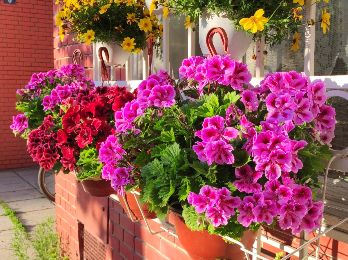 Zmiksuj to z wodą i podlej pelargonie. Obsypią się kwiatami i będą cieszyć oko