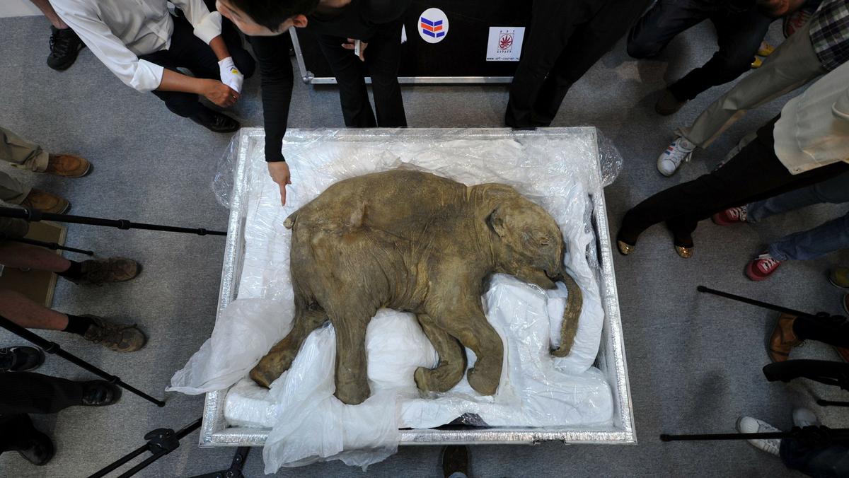 Lyuba to najlepiej zachowany mamut na świecie. Został pokazany publiczności w Hongkongu 10 kwietnia 2012 r.