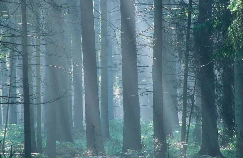 Puszcza Białowieska stanowi dziś ostatni w Europie zwarty kompleks leśny o charakterze pierwotnym. Jest jednym z najważniejszych skarbów przyrody nie tylko w Polsce ale też w Europie. Z tego powodu Puszczę Białowieską wpisano w 1979 roku na listę Światowego Dziedzictwa UNESCO.