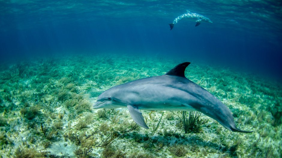 I delfiny mogą zniknąć z powierzchni mórz i oceanów