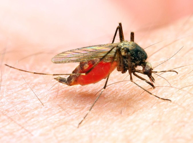 Obiecująca szczepionka na malarię. Choć szczepionka RTS,S obniża ryzyko zachorowania na malarię tylko o połowę (co jest mizernym wynikiem z porównaniu z większością innych szczepionek), w przypadku malarii to ogromny postęp. Na razie nie wiadomo, na jak długo RTS,S uodparnia ani ile kosztuje.