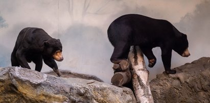 Dramatyczne sceny w Orientarium w Łodzi. Kobieta wpadła do wybiegu dla niedźwiedzi. Jak to się stało?