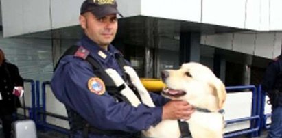 Labrador odebrany bandytom służy w policji