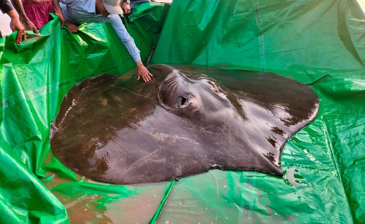 Największa ryba świata