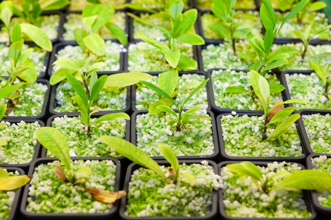 cultivating sida acuta