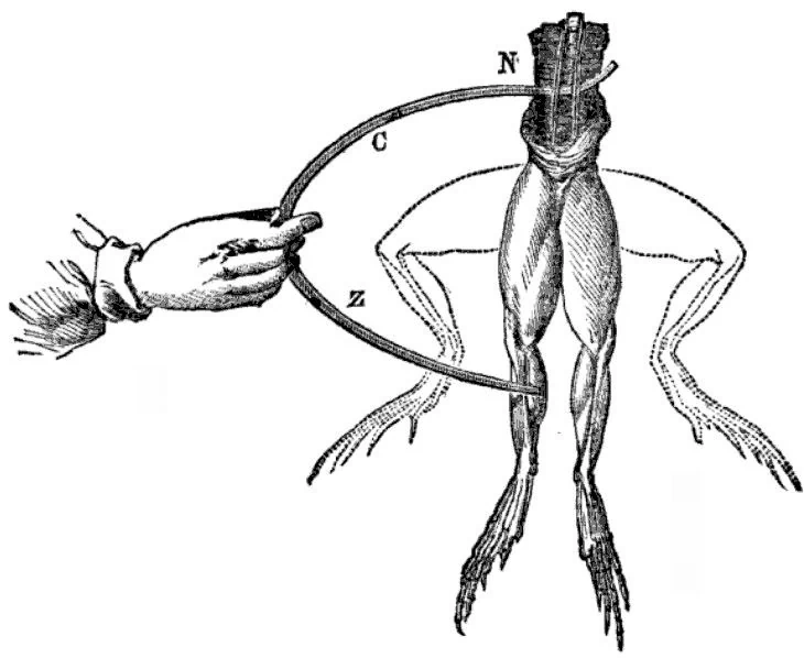 Galwanizm: elektrody dotykają żaby, a nogi są ciągnięte ku górze