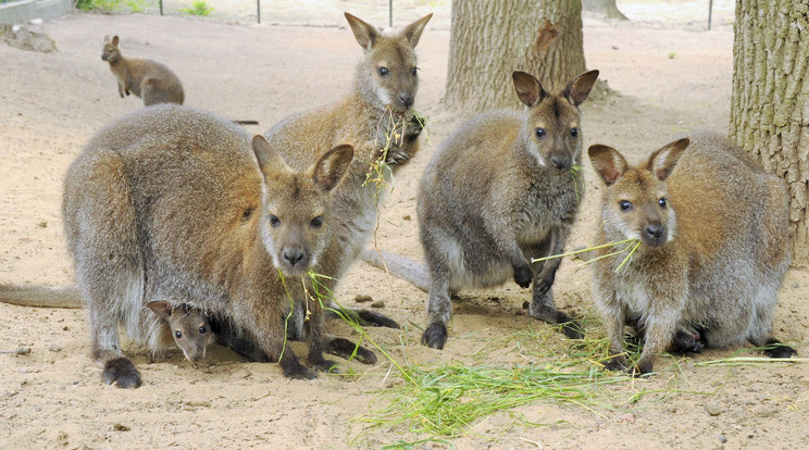 A kenguruk fugyemét főleg az étel köti le /Fotó: SÓSTÓZOO
