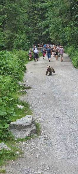 Niedźwiadek w Dolinie Kościeliskiej