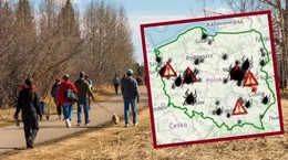 &quot;Oblazły mi całe spodnie&quot;. W tych miejscach już roi się od kleszczy. MAPA