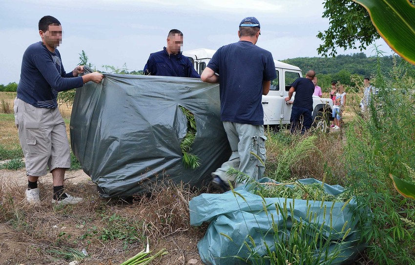 Policija uništava zasade indijske konoplje