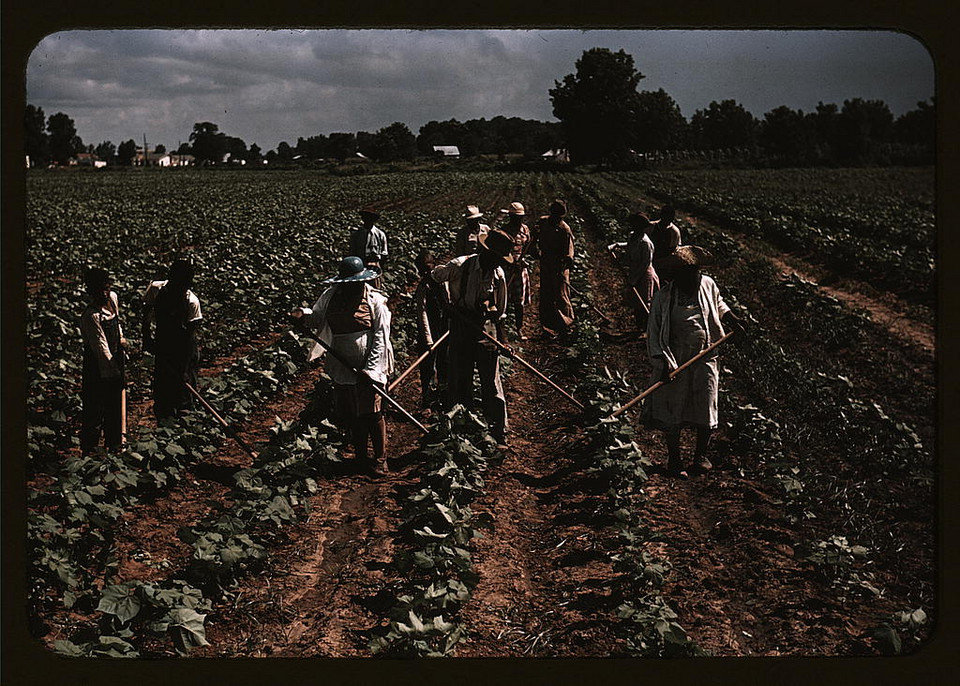 Pracownicy plantacji bawełny Bayou Bourbeau w Natchitoches w stanie Luizjana, 1940 rok