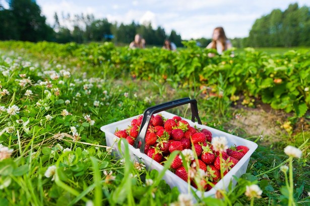 Pracownicy sezonowi w Niemczech zbierający min. truskawki są wykorzystywani przez plantatorów