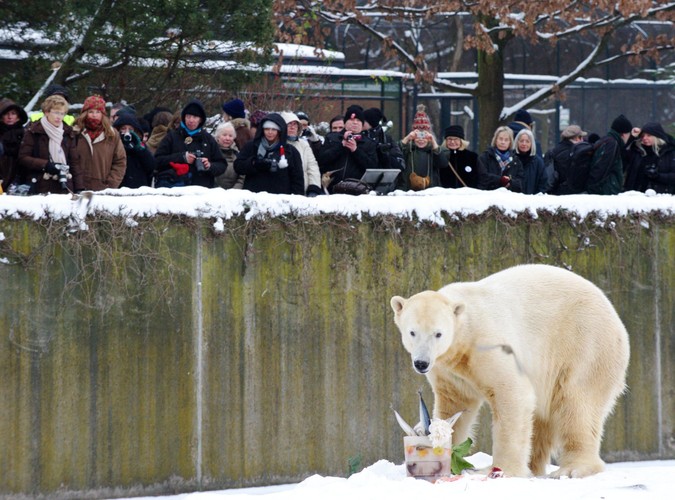 5 grudnia 2010 - czwarte urodziny Knuta w berlińskim zoo