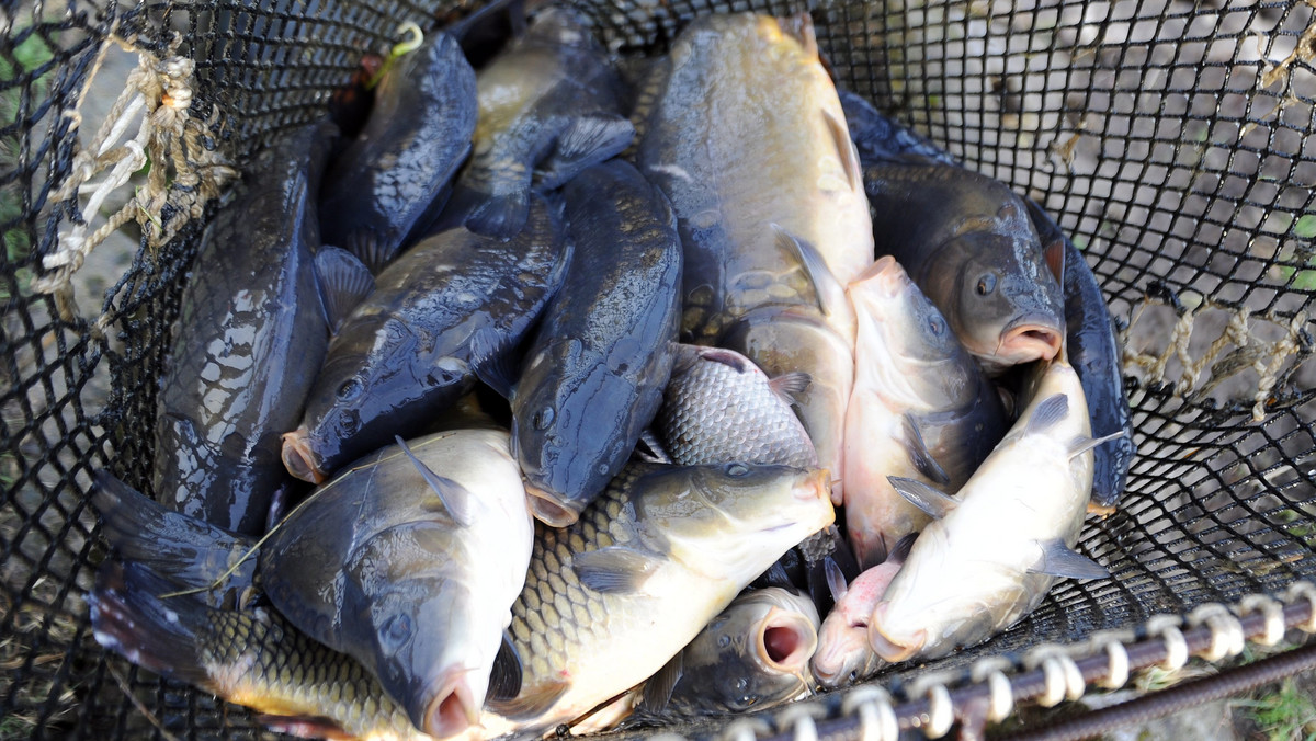 Odebranie rekompensat wodno-środowiskowych hodowcom ryb w Polsce grozi zamknięciem tych hodowli – uważają hodowcy. Ministerstwo gospodarki morskiej chce przesunąć środki z rekompensat wodno-środowiskowych na wsparcie rybaków morskich.