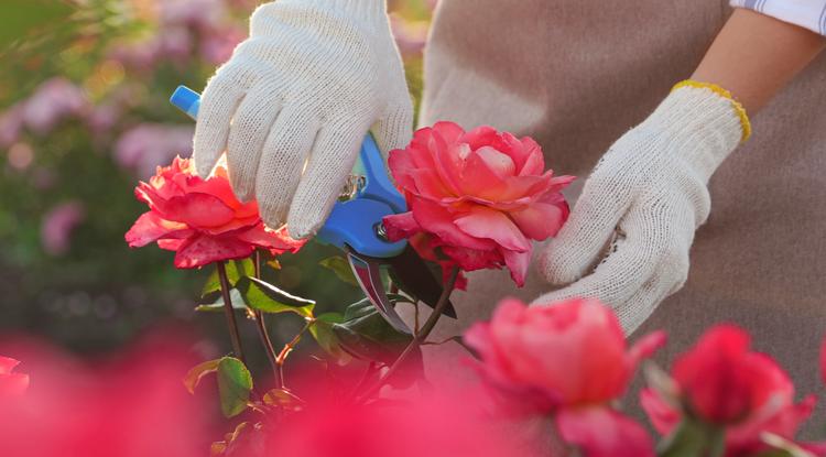 Ne feledd, hogy majd nyáron is kell a metszés a rózsáknak, de... Fotó: Shutterstock