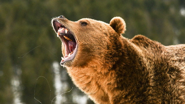 Az Idétlen időkig mormotája és a szegedi medvék is megjósolták, meddig tart a tél