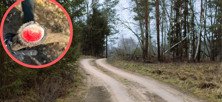 Leśnicy pokazali, co znaleziono w lesie. Rzadki widok. Mało kto ma tyle szczęścia