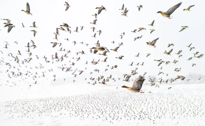 Pink-Footed Geese Meeting the Winter