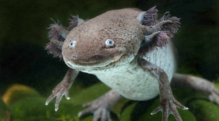 Mexikói axolotl