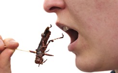 Budujesz masę mięśniową? Jedz owady!