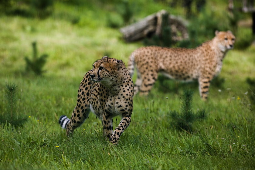 Gepard