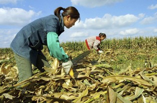 Jest nowy chiński plan - 700 mln rolników dostanie nowe prawo