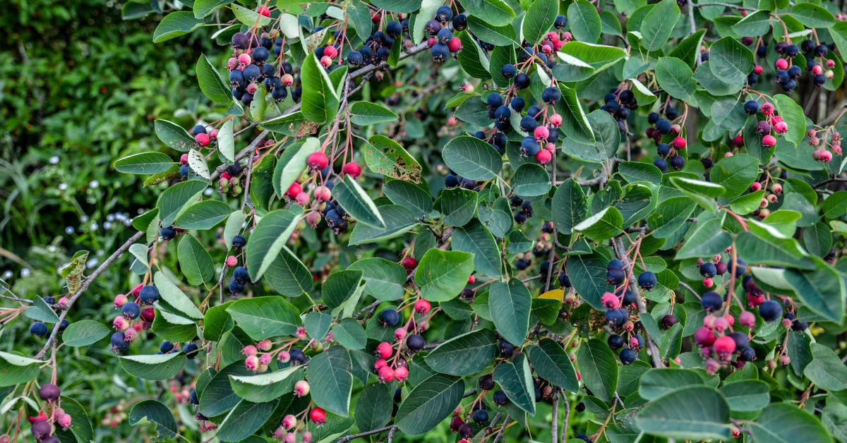 Spowalniają starzenie i dostarczają masę potasu. Owoce tego krzewu są zdrowsze od borówek. Musisz mieć świdośliwę w ogrodzie