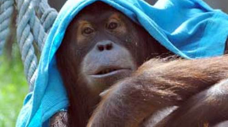 Fáznak az orangutánok