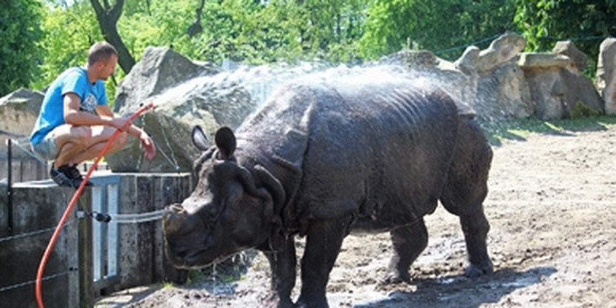 Upały w zoo