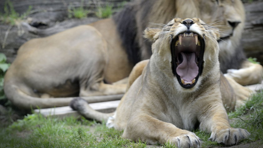 Cztery lwy z zoo zakażone koronawirusem