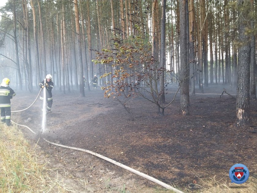 Pożar lasu w powiecie Łowickim