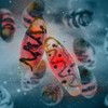 Kugu izaziva bakterija Yersinia pestis