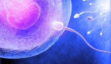 sperma az erekció során