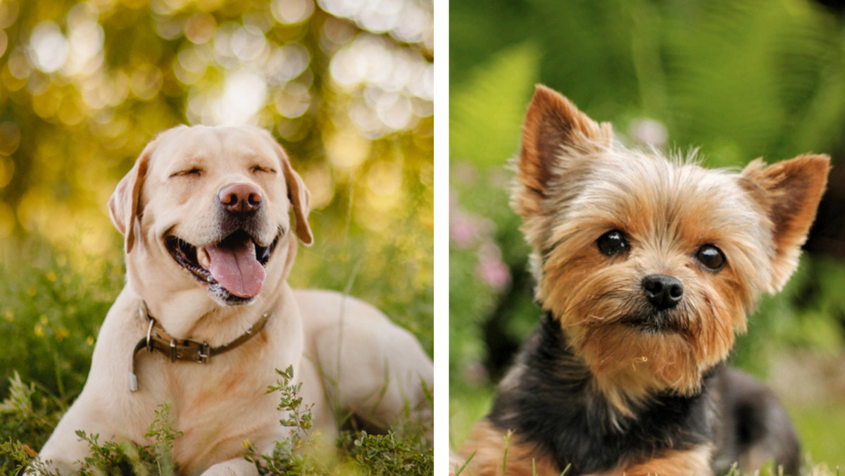 Najlepsze rasy psów dla alergików. One uczulają najmniej