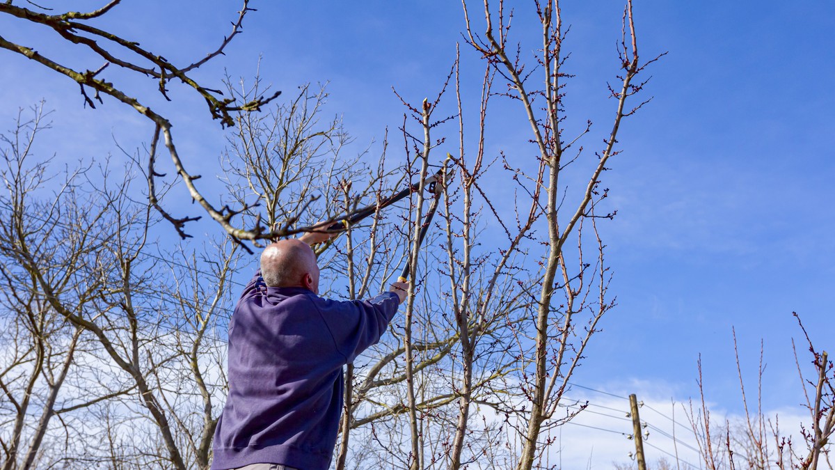 Čovek u šumi - ilustracija