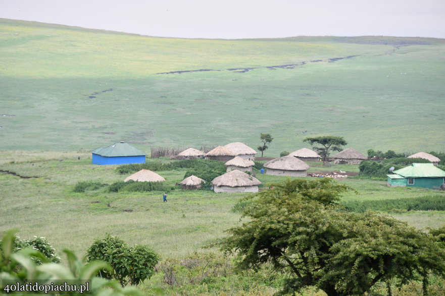 Nasze bociany i ich afrykańscy sąsiedzi podczas zimowania w kraterze Ngorongoro