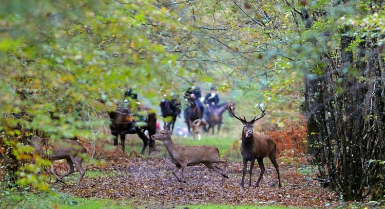 Le corps d'une femme, victime d'une attaque de chiens, a été retrouvé samedi dans une forêt de l'Aisne, où elle était partie promener au moins l'un des siens et dans laquelle se tenait au même moment une chasse à courre (photo d'illustration)