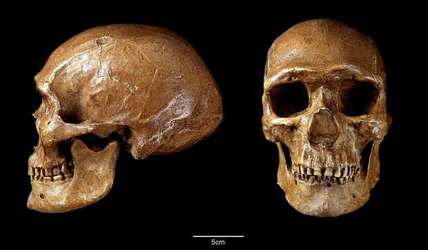 Homo sapiens profimedia-0161915376