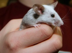 Myszy alkoholizm mają w genach