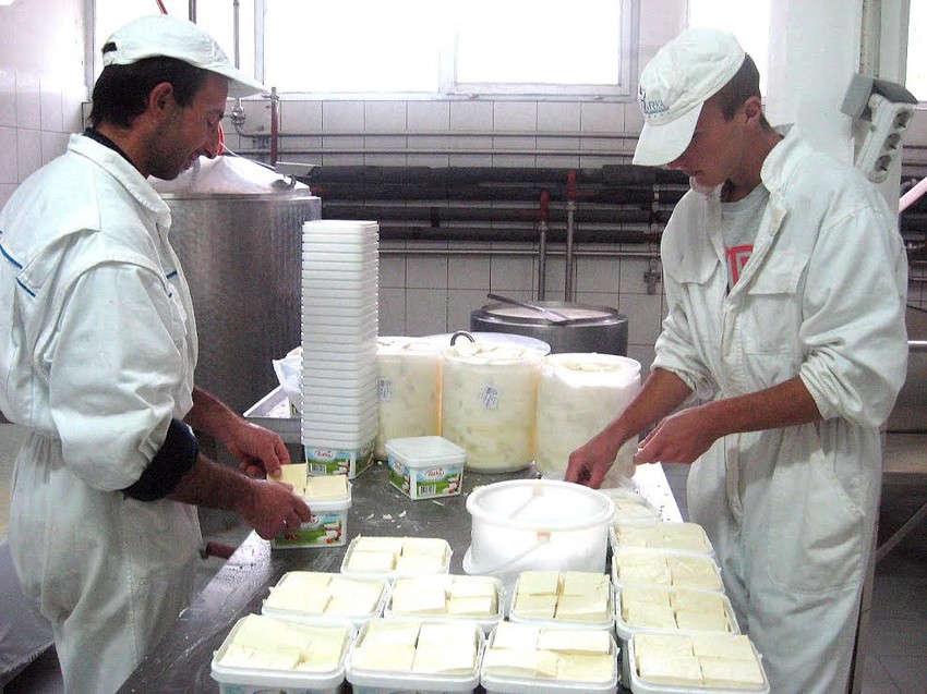 Mlekara u Krivoj Reci otkupljivaće mleko od zlatiborskih poljoprivrednika