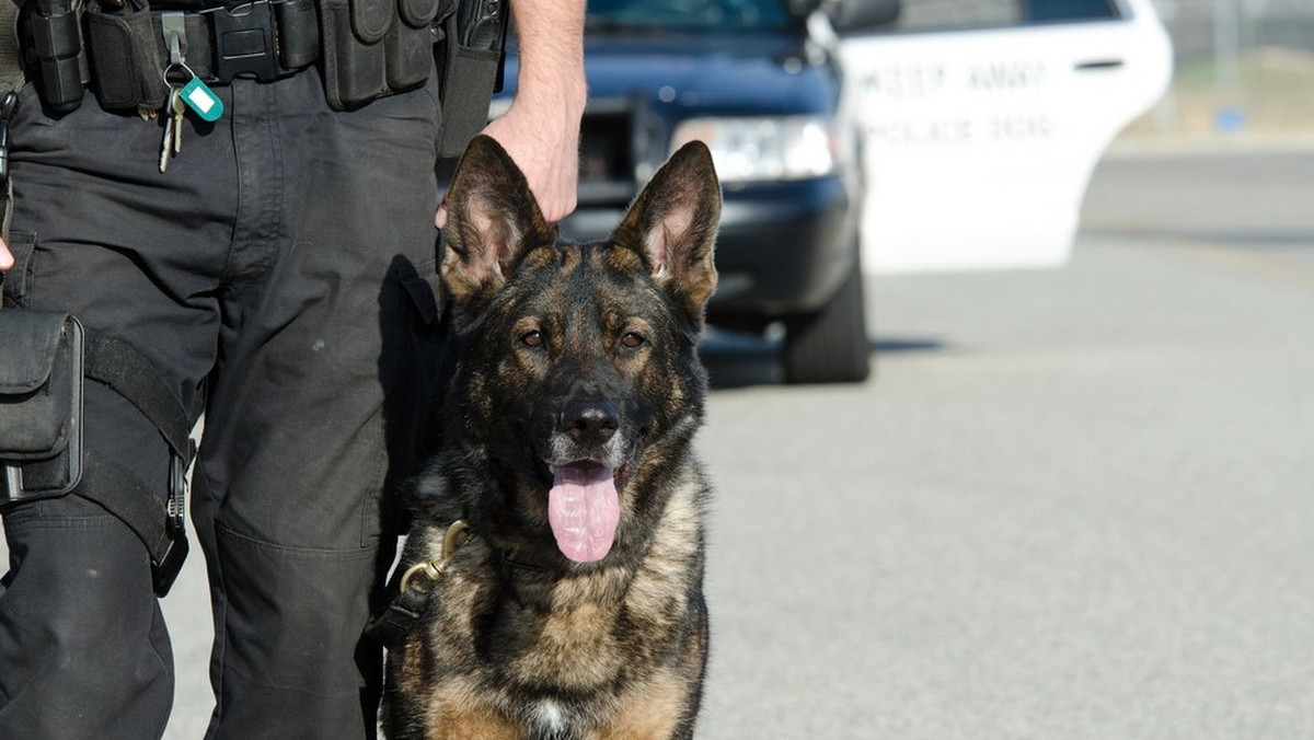 Zielona Góra: policyjne szkolenia z pierwszej pomocy dla psów