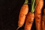 Fresh carrots on dark soil background texture