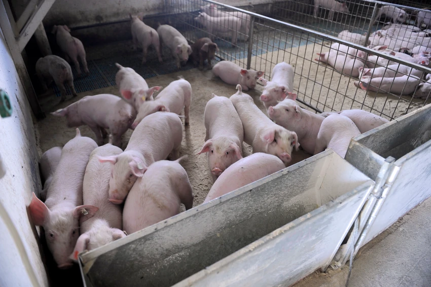 Biće uvedeno jasno obeležje za proizvode od mesa proizvedene u Srbiji.