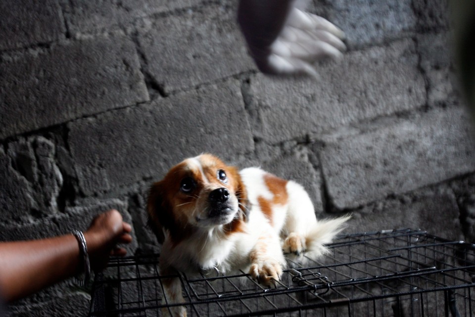 INDONESIA BALI DOG RABIES